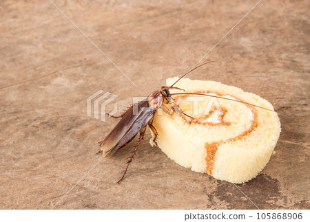 Cockroach eating a bread 105868906