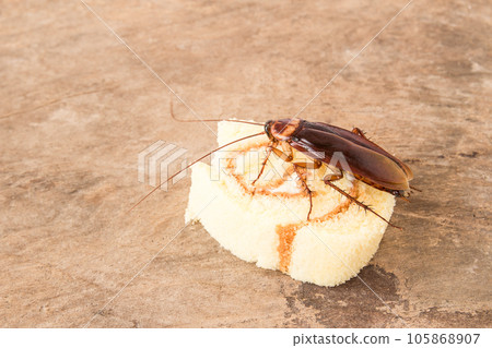 Cockroach eating a bread 105868907