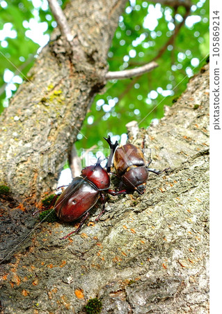 Beetle stag beetle summer vacation child Beetle stag beetle summer vacation child 105869214