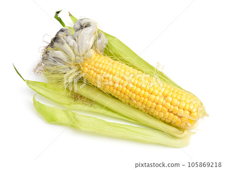 Corn smut is a plant disease caused by the pathogenic fungus Ustilago maydis. Isolated On white background Corn smut is a plant disease caused by the pathogenic fungus Ustilago maydis. Isolated On white background 105869218