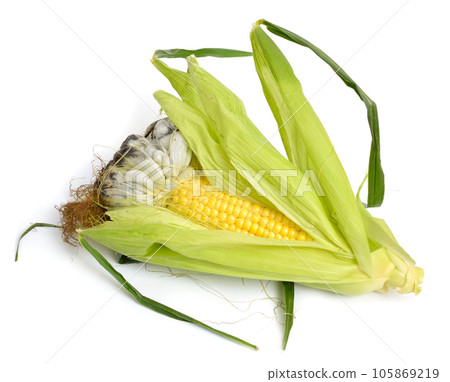 Corn smut is a plant disease caused by the pathogenic fungus Ustilago maydis. On white background 105869219