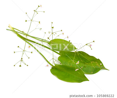 Alisma plantago-aquatica, also known as European water-plantain, common water-plantain or mad-dog weed. Isolated Alisma plantago-aquatica, also known as European water-plantain, common water-plantain or mad-dog weed. Isolated 105869222