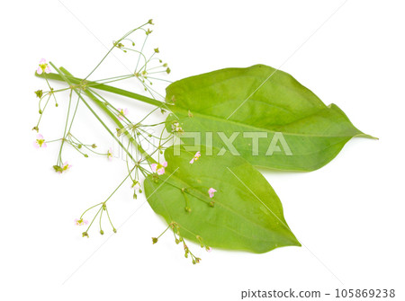 Alisma plantago-aquatica, also known as European water-plantain, common water-plantain or mad-dog weed. Isolated Alisma plantago-aquatica, also known as European water-plantain, common water-plantain or mad-dog weed. Isolated 105869238