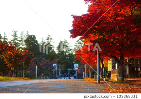 Matsugasaki Park Autumn leaves Yellow leaves 105869331