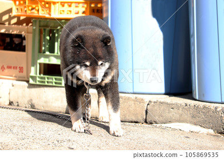 Old dog standing up looking down 105869535