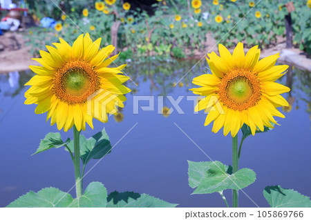 Beautiful sunflower in field Beautiful sunflower in field 105869766