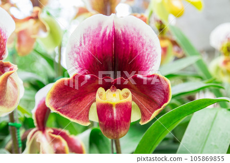 Beautiful flowers of Paphiopedilum orchid Beautiful flowers of Paphiopedilum orchid 105869855