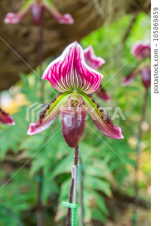 Beautiful flowers of Paphiopedilum orchid Beautiful flowers of Paphiopedilum orchid 105869859