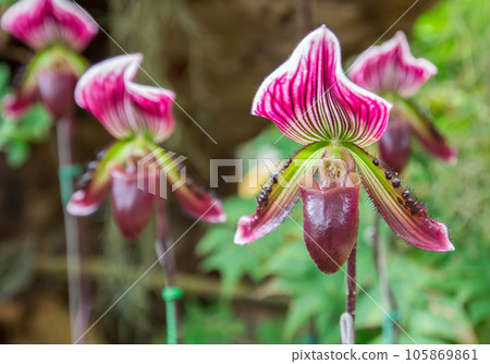 Beautiful flowers of Paphiopedilum orchid 105869861