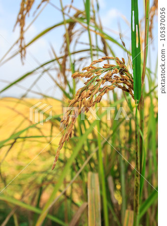 Rice in the field with morning sunlight Rice in the field with morning sunlight 105870056