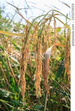 Rice in the field with morning sunlight Rice in the field with morning sunlight 105870059