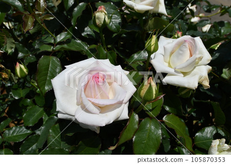 White rose with pale pink center 105870353