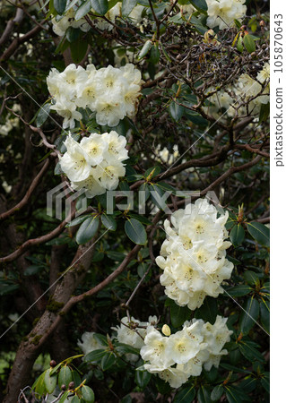 Rhododendron Roza Stevenson Flowers 105870643