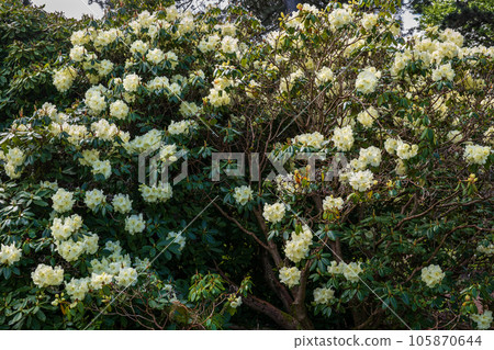 Rhododendron Roza Stevenson In Spring Rhododendron Roza Stevenson In Spring 105870644