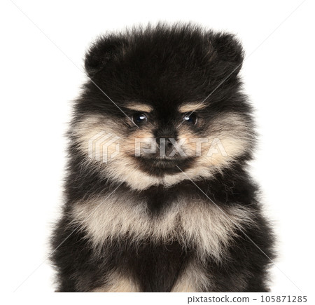 Close-up of a Pomeranian puppy isolated Close-up of a Pomeranian puppy isolated 105871285