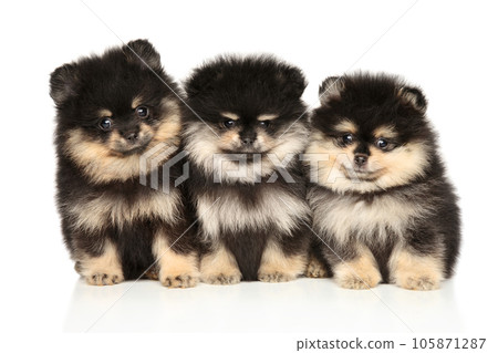 Three Pomeranian puppies sit together Three Pomeranian puppies sit together 105871287
