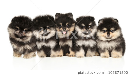 Five Pomeranian puppies sit together Five Pomeranian puppies sit together 105871290