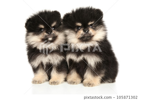 Two Pomeranian puppies on a white background 105871302