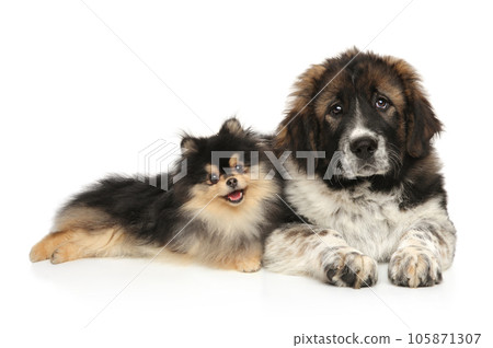 Pomeranian Spitz and Central Asian Shepherd Dog lie together 105871307