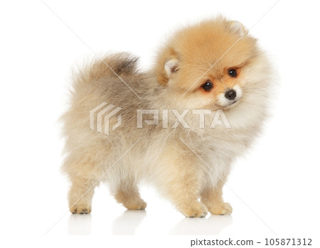 Pomeranian puppy stands on a white background 105871312