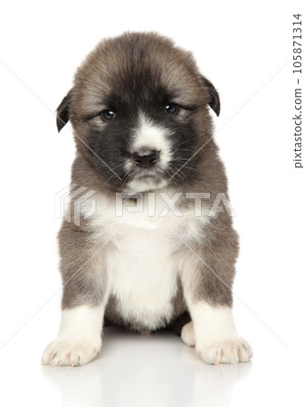 Central Asian Shepherd puppy sits on a white background 105871314