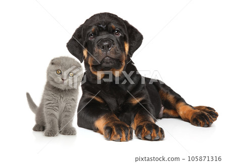 Rottweiler puppy and Scottish fold kitten 105871316