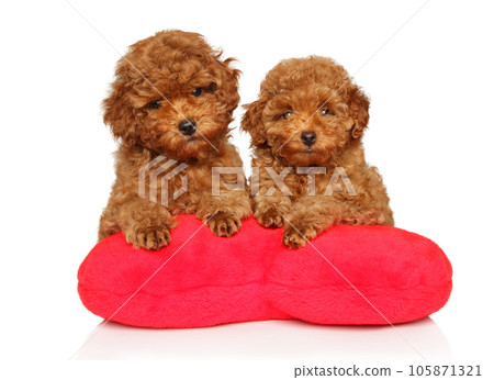 Two puppies of that poodle with soft toys 105871321