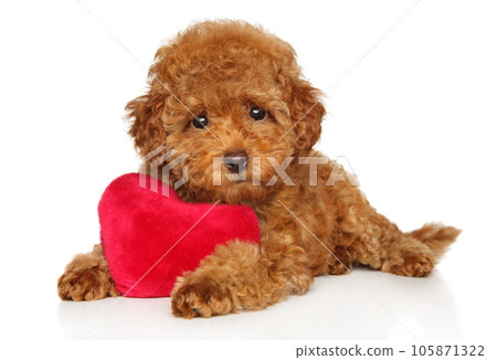 Red Toy poodle with soft toy Red Toy poodle with soft toy 105871322
