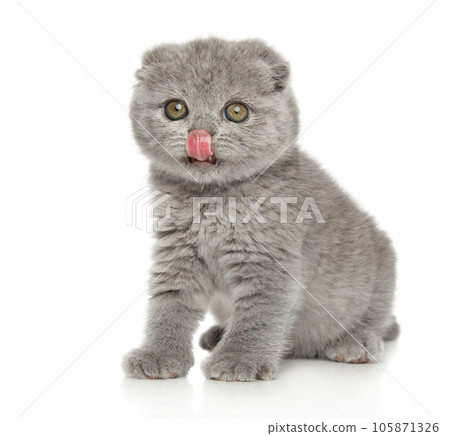 A Scottish fold kitten sits on a white background 105871326
