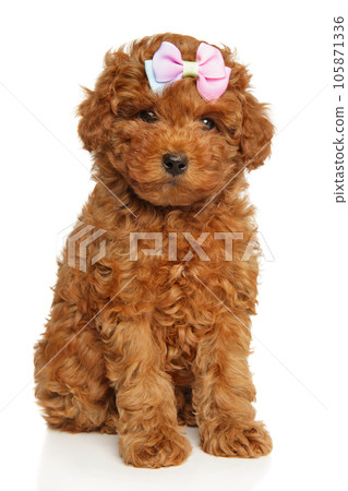 Charming poodle puppy with a pink bow on his head Charming poodle puppy with a pink bow on his head 105871336