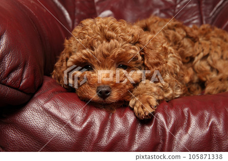 Toy Poodle puppy resting on a luxurious leather sofa Toy Poodle puppy resting on a luxurious leather sofa 105871338