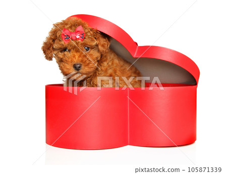 Toy poodle puppy sits in red heart-shaped box Toy poodle puppy sits in red heart-shaped box 105871339