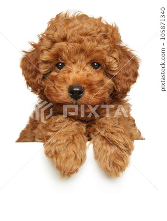 Cute poodle puppy above banner Cute poodle puppy above banner 105871340
