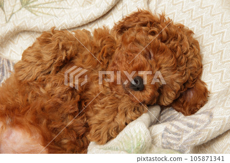 A poodle puppy sleeps on a blanket 105871341