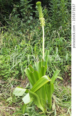 杜仲葉被剪掉 杜仲葉被剪掉 105871637