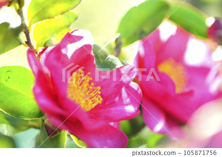 茶香 茶香 105871756