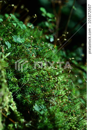 Shirakoma Forest Moss Shirakoma Forest Moss 105872087