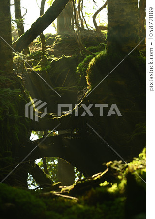 The morning sun shining through the moss of Shirakoma Forest 105872089
