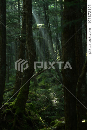 Dawn in the Shirakoma Forest Dawn in the Shirakoma Forest 105872103