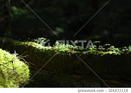 白駒的苔蘚被清晨的陽光照亮 白駒的苔蘚被清晨的陽光照亮 105872119