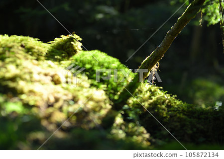 白駒岩上的風景 白駒岩上的風景 105872134