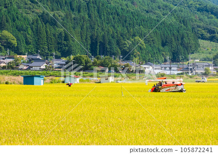 Rice reaping Rice reaping 105872241