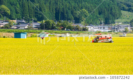 Rice reaping Rice reaping 105872242