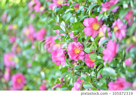 冬季傳統茶梅 冬季傳統茶梅 105872319