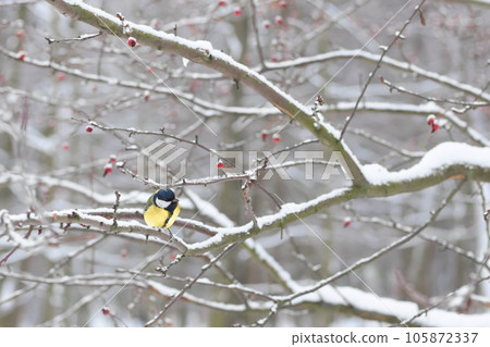 titmouse in tree with red berries on snowy winter day in park. Copy space titmouse in tree with red berries on snowy winter day in park. Copy space 105872337