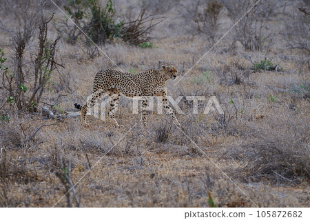 East African cheetah in savannah of Tsavo East National Park in Kenya 105872682