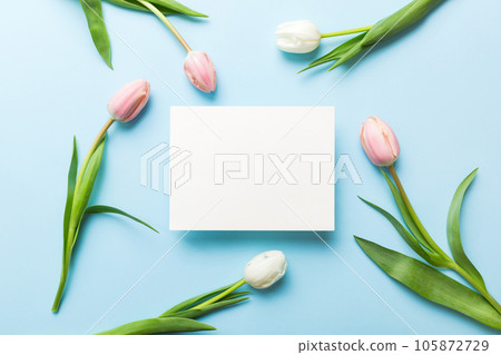 Composition with blank card and beautiful flowers tulip on coloredbackground. top view with space for you desing Composition with blank card and beautiful flowers tulip on coloredbackground. top view with space for you desing 105872729
