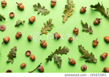 Branch with green oak tree leaves and acorns on colored background, close up top view 105872901