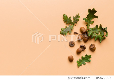 Branch with green oak tree leaves and acorns on colored background, close up top view Branch with green oak tree leaves and acorns on colored background, close up top view 105872902