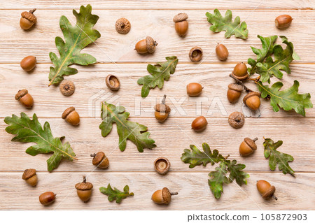 Branch with green oak tree leaves and acorns on colored background, close up top view Branch with green oak tree leaves and acorns on colored background, close up top view 105872903